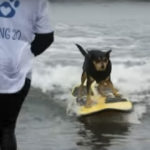 A BBC bemondója szemmel láthatólag nem volt oda attól, hogy szörföző kutyákról kell tudósítania